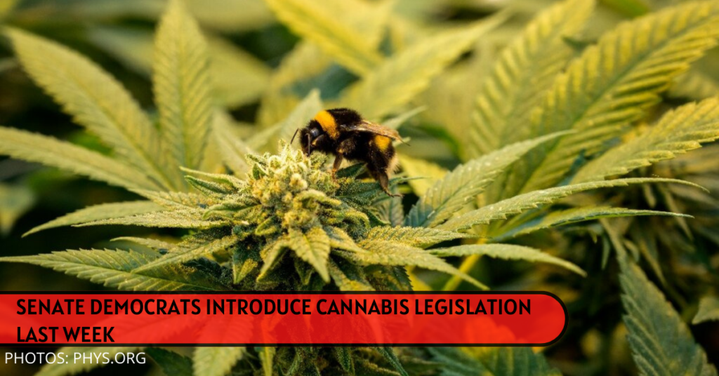 SENATE DEMOCRATS INTRODUCED CANNABIS LEGISLATION LAST WEEK